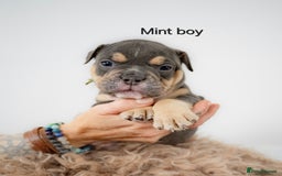 Olde English Bulldogge dogs for sale: Last boy available Olde english bulldog  - Image 16