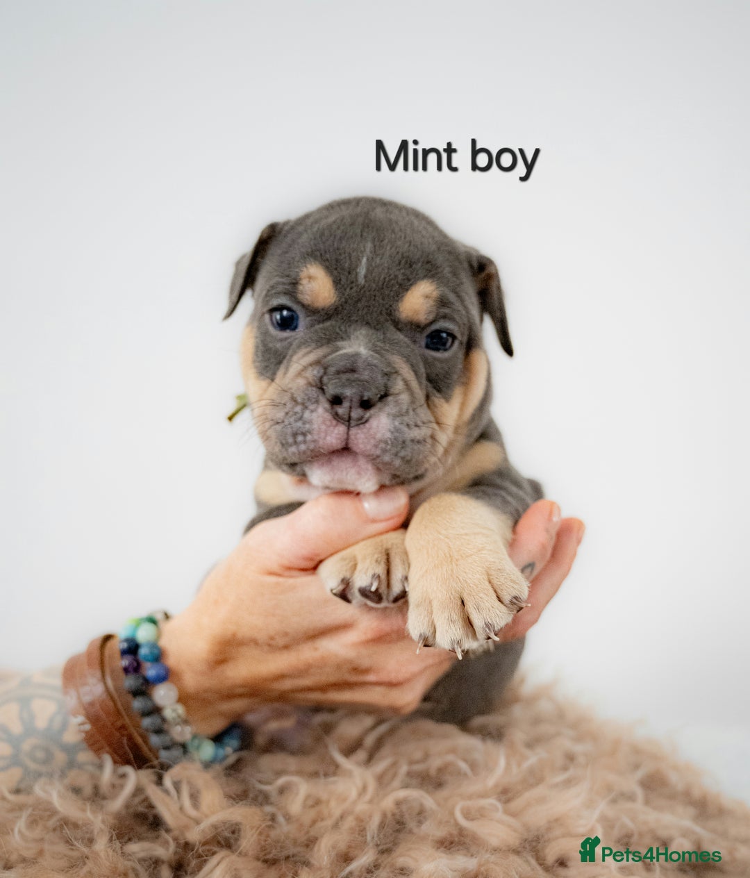 Olde English Bulldogge dogs for sale: Last boy available Olde english bulldog  - Image 16