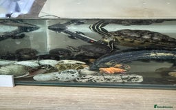Turtle reptiles for sale: Two cutie turtle, free. Looking for a new family  - Image 3