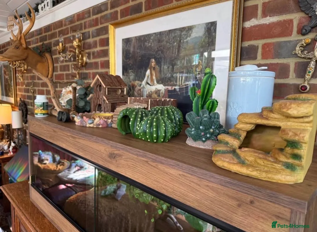 Python Snake reptiles for sale: 🌿 NEW BESPOKE 4FT REPTILE VIVARIUM full setup - Advert 2