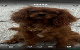Cavalier King Charles Spaniel dogs for sale: Cavalier King Charles female  - Image 3
