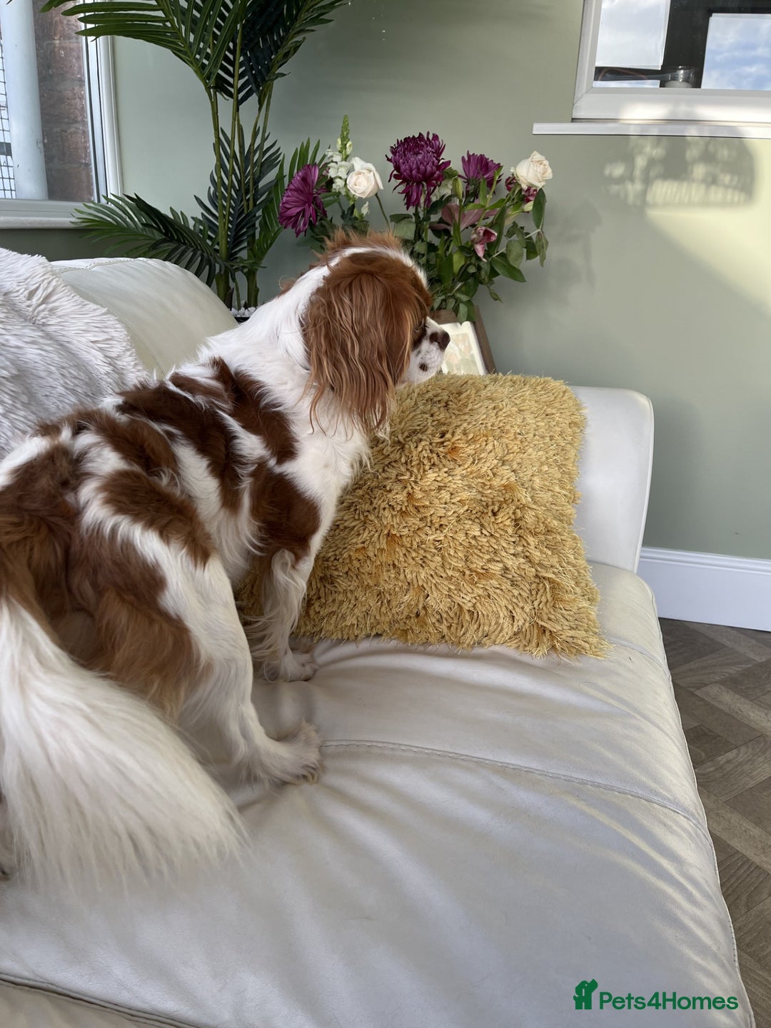 Cavalier King Charles Spaniel dogs for stud: Chocolate KC Health Tested Blenheim Stud - Advert 6