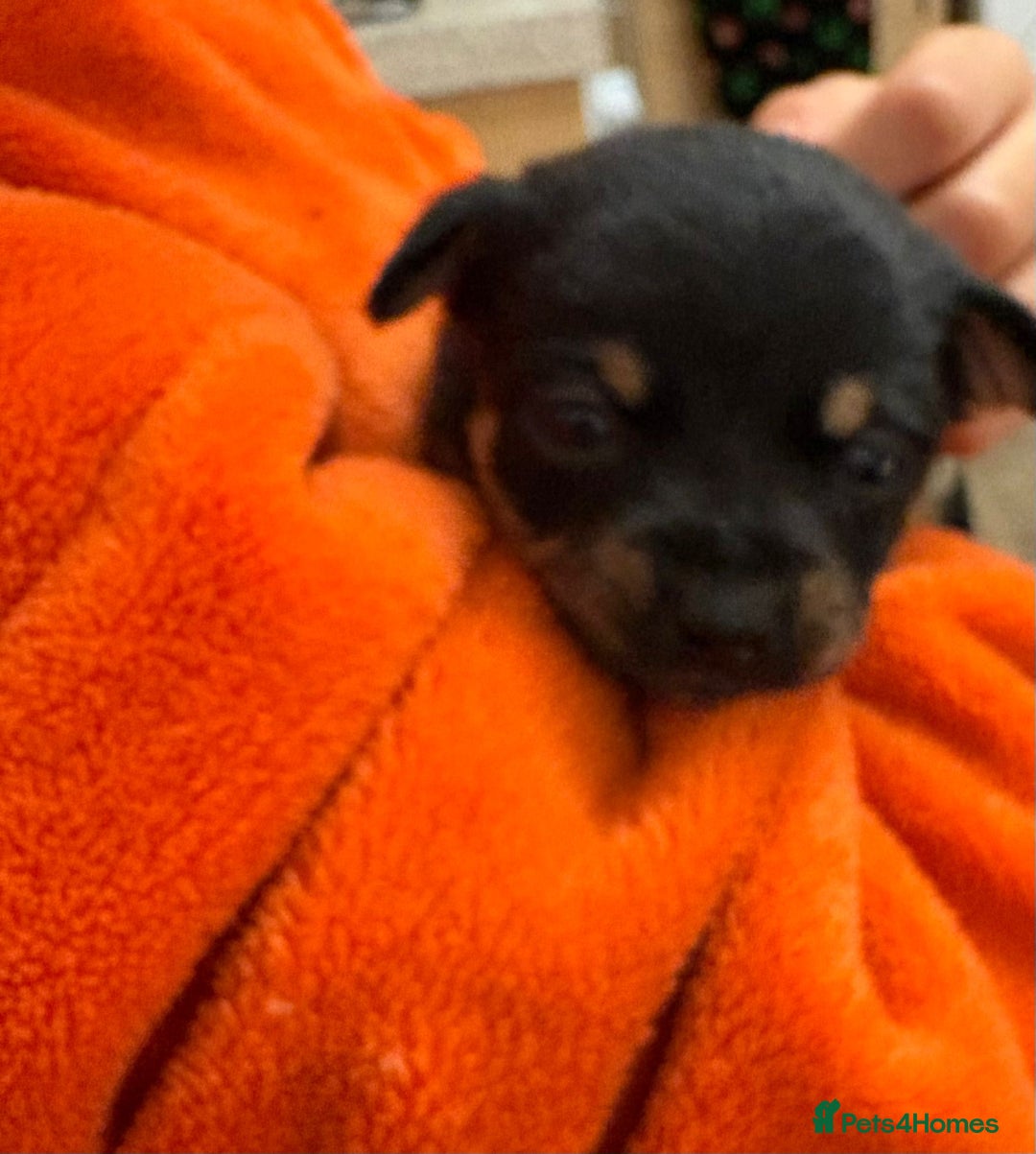 Chihuahua dogs for sale: 2 male chi pups for sale derby - Advert 4