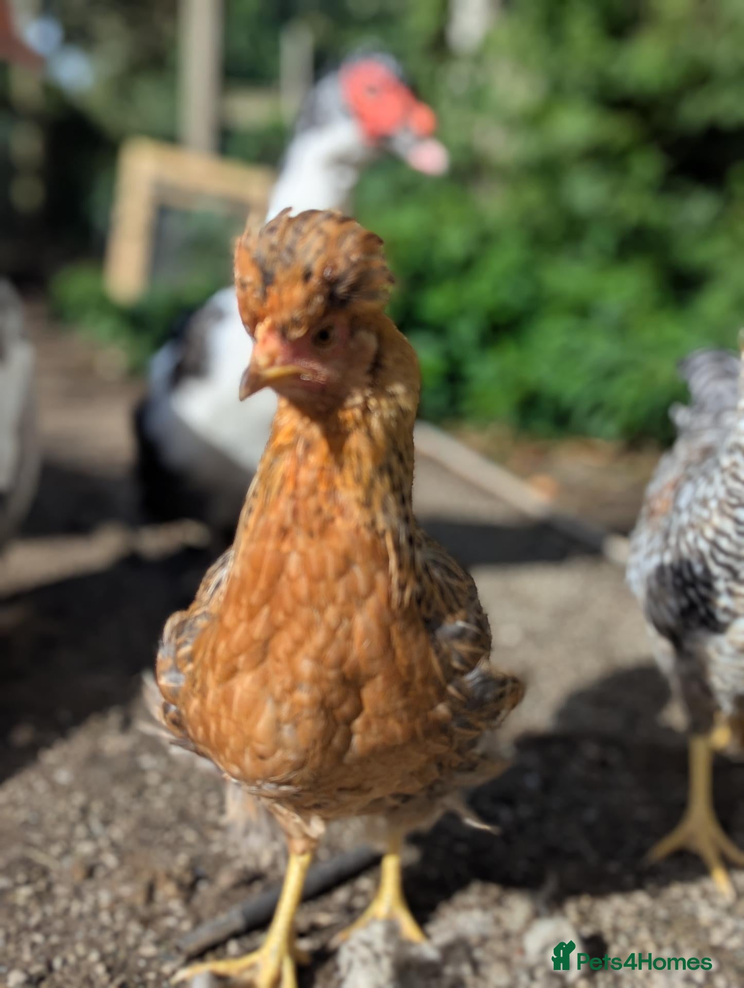 Chickens poultry Cream legbar hens - Advert 1