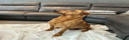 Labrador Retriever dogs for sale: For Red Labrador pups. KC REG/COUNCIL LICENSED  - Advert 7