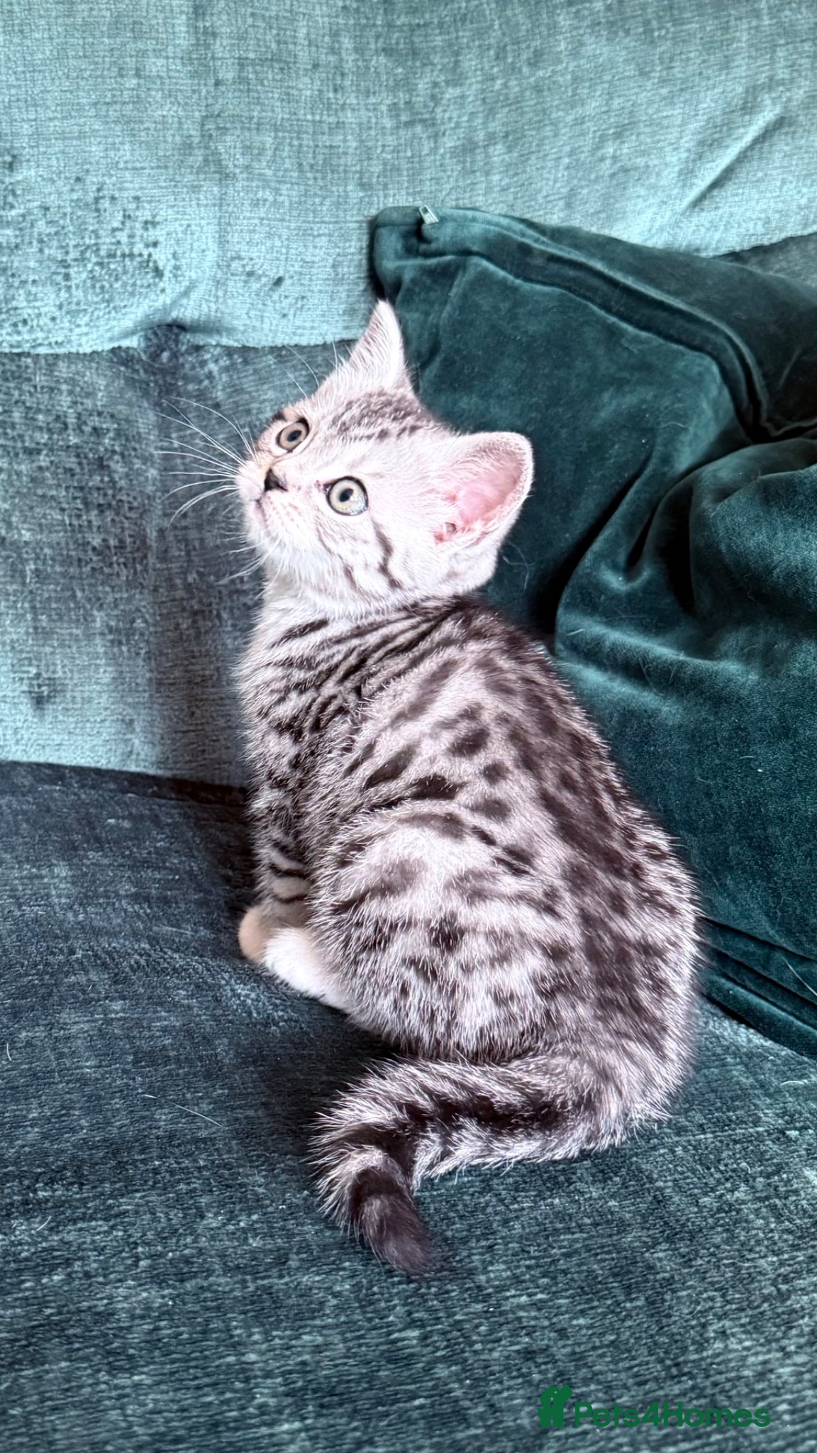 British Shorthair cats Silver Spotted British Shorthair Kittens - Advert 8