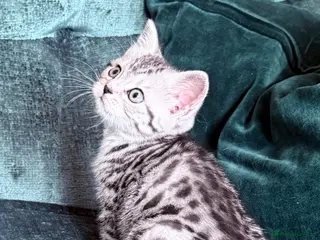 British Shorthair cats Silver Spotted British Shorthair Kittens - Advert 1