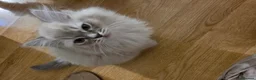 Ragdoll cats for sale: 3 beautiful fluffy ragdoll kittens - Advert 28