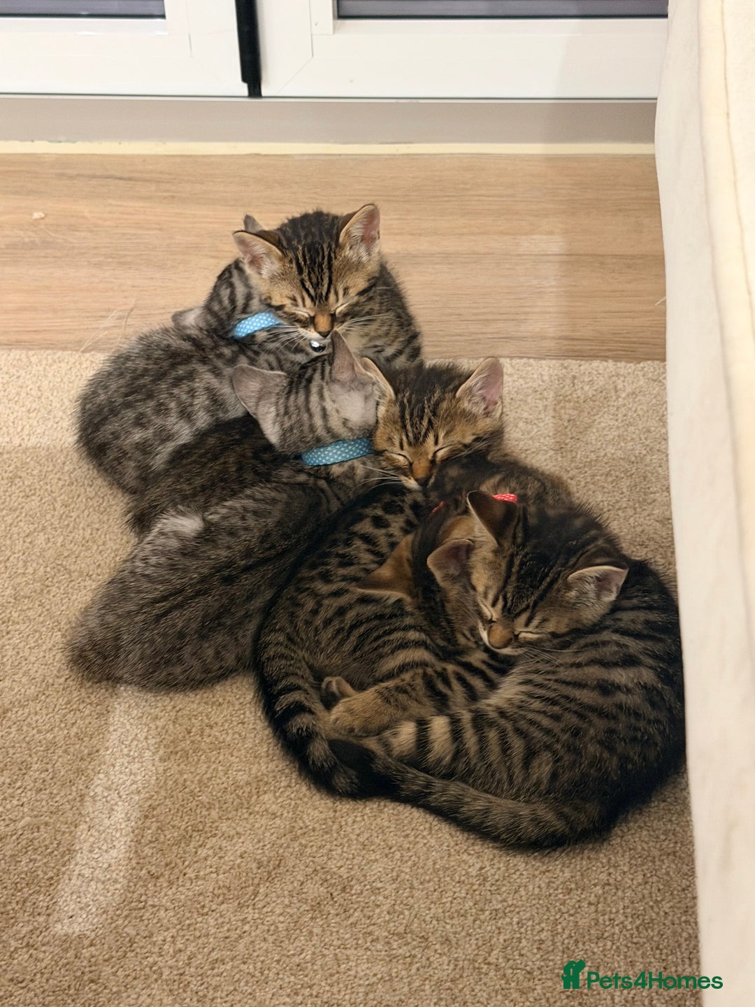 Bengal cats for sale: Bengal kittens  - Advert 1