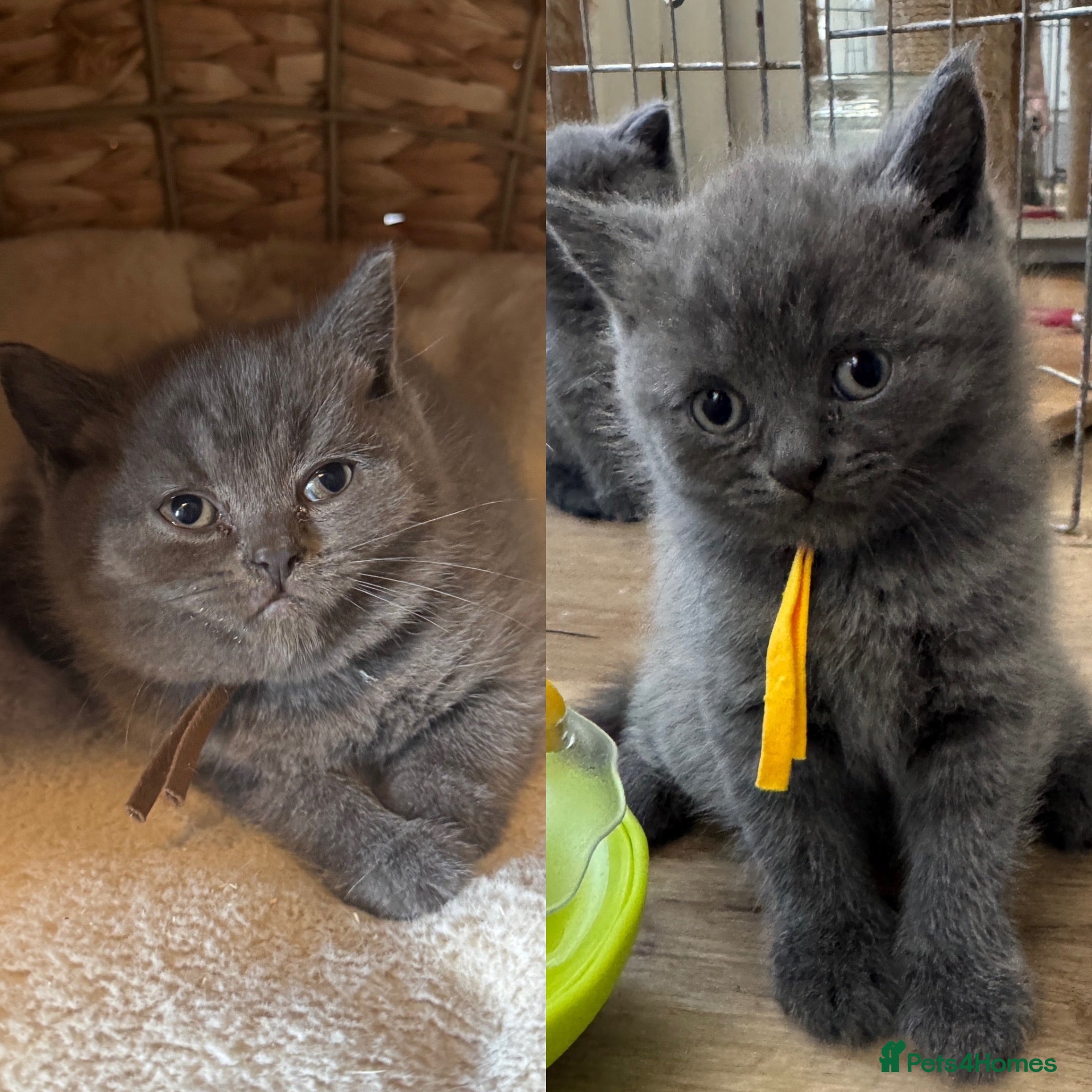 British Shorthair cats British shorthair kittens 4 chunky boys  - Advert 1
