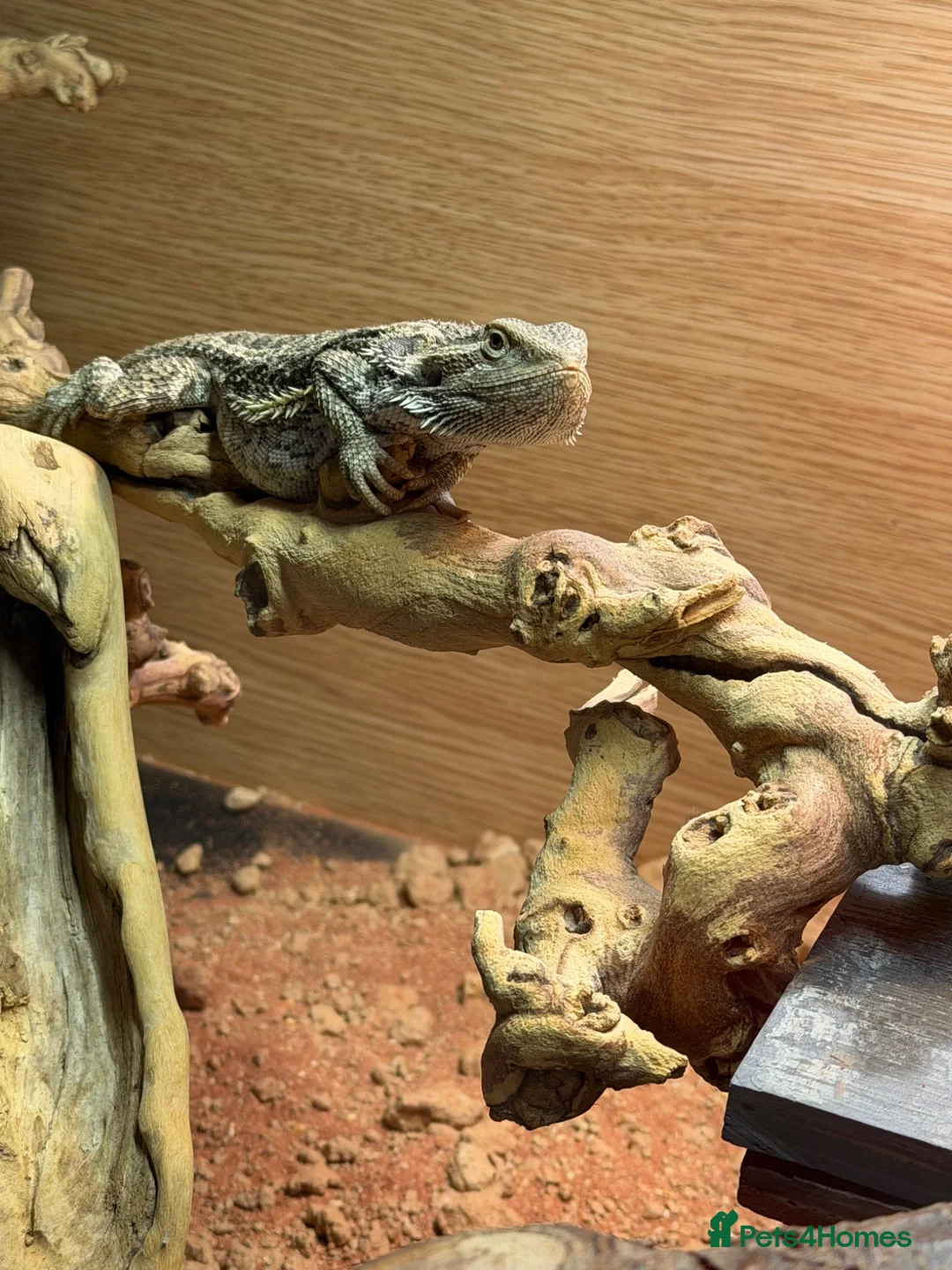 Bearded Dragon reptiles for sale: 10 month old bearded dragon with full set up  in Worksop - Advert 2