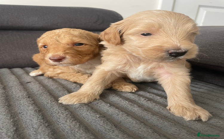 Mixed Breed dogs - Advert 4