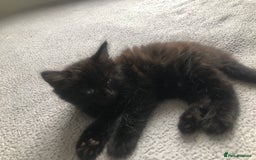 Mixed Breed cats for sale: beautiful kittens for sale  in Bellshill - Image 6
