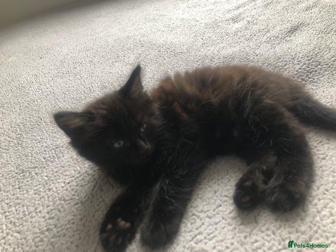 Mixed Breed cats for sale: beautiful kittens for sale  in Bellshill - Image 6