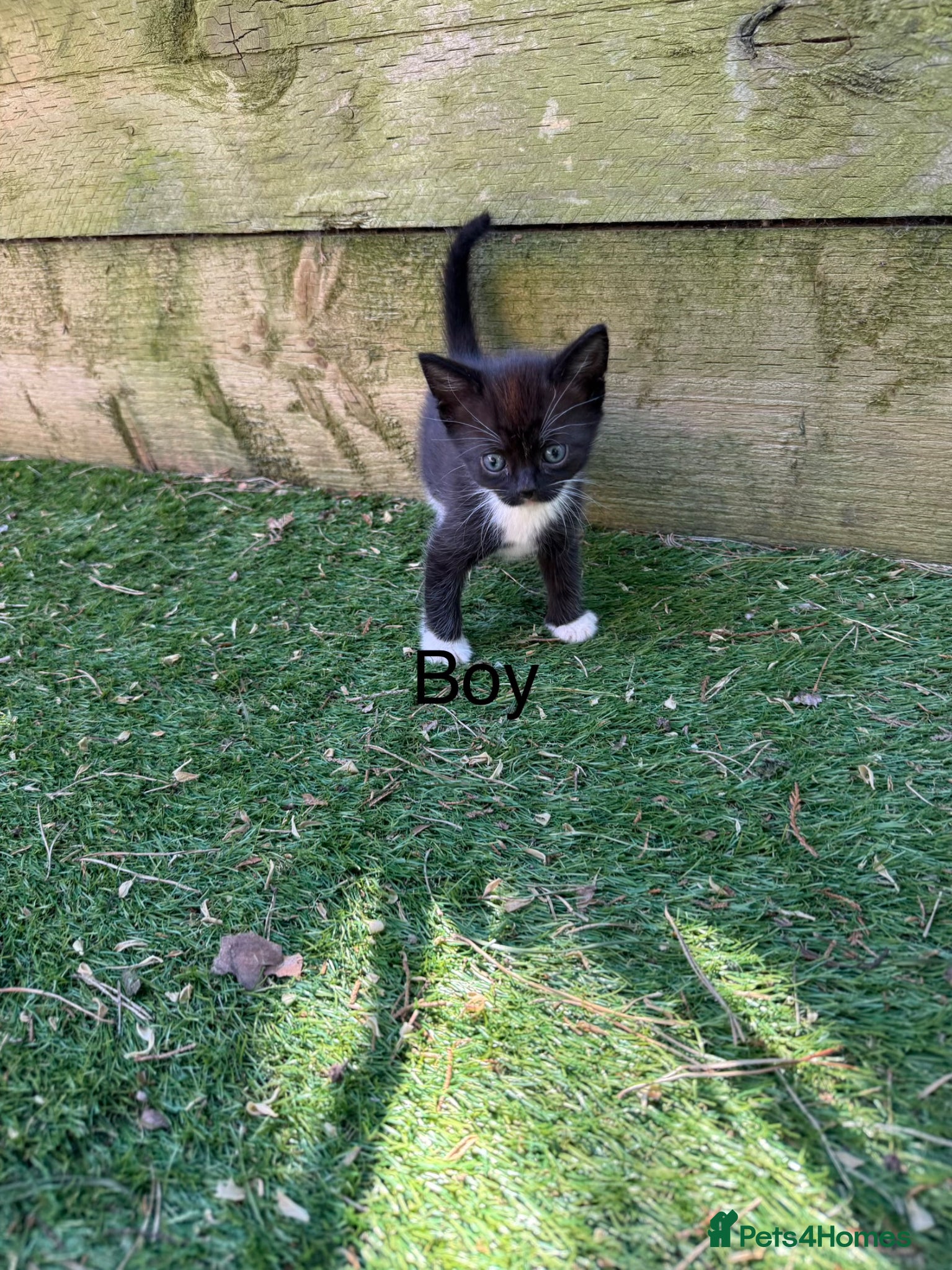 Mixed Breed cats Lovely kittens - Advert 1