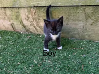 Mixed Breed cats Lovely kittens - Advert 1