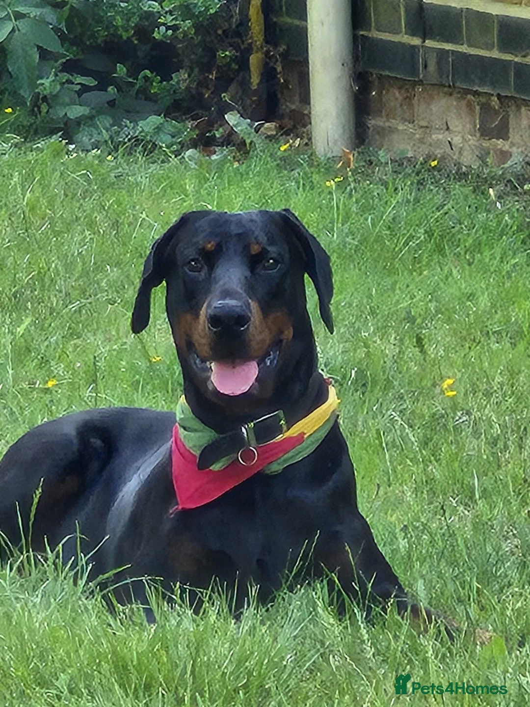 Dobermann dogs for sale: Caine - Advert 6