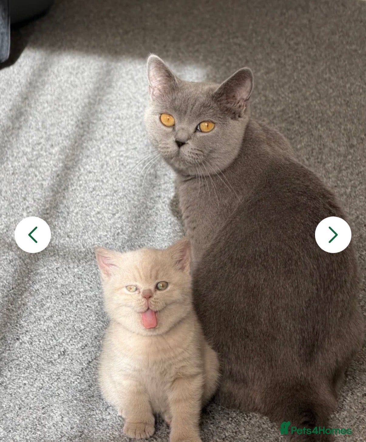 British Shorthair cats A British short hair kitten for rehoming  - Advert 1