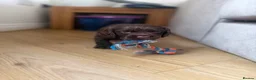 Sprocker dogs for sale: 8 beautiful chocolate and white cocker spaniels  - Advert 21