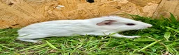 Guinea Pig rodents for sale: Young Guinea pigs  - Advert 20