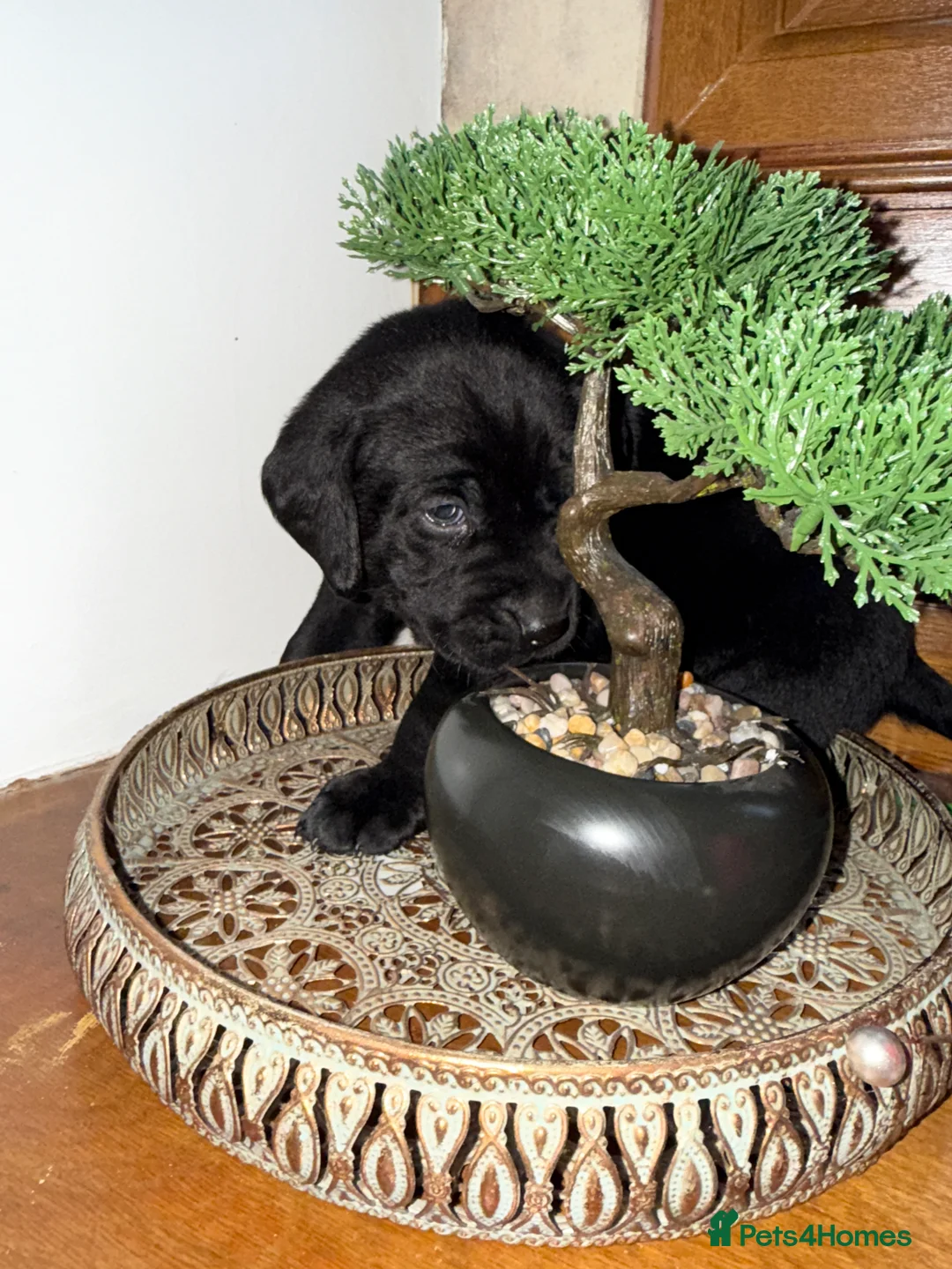 Labrador Retriever dogs for sale: KC Labrador puppies  - Advert 2