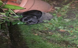 Mixed Breed dogs for sale: Dutch shepherd X pointer puppies  - Advert 9