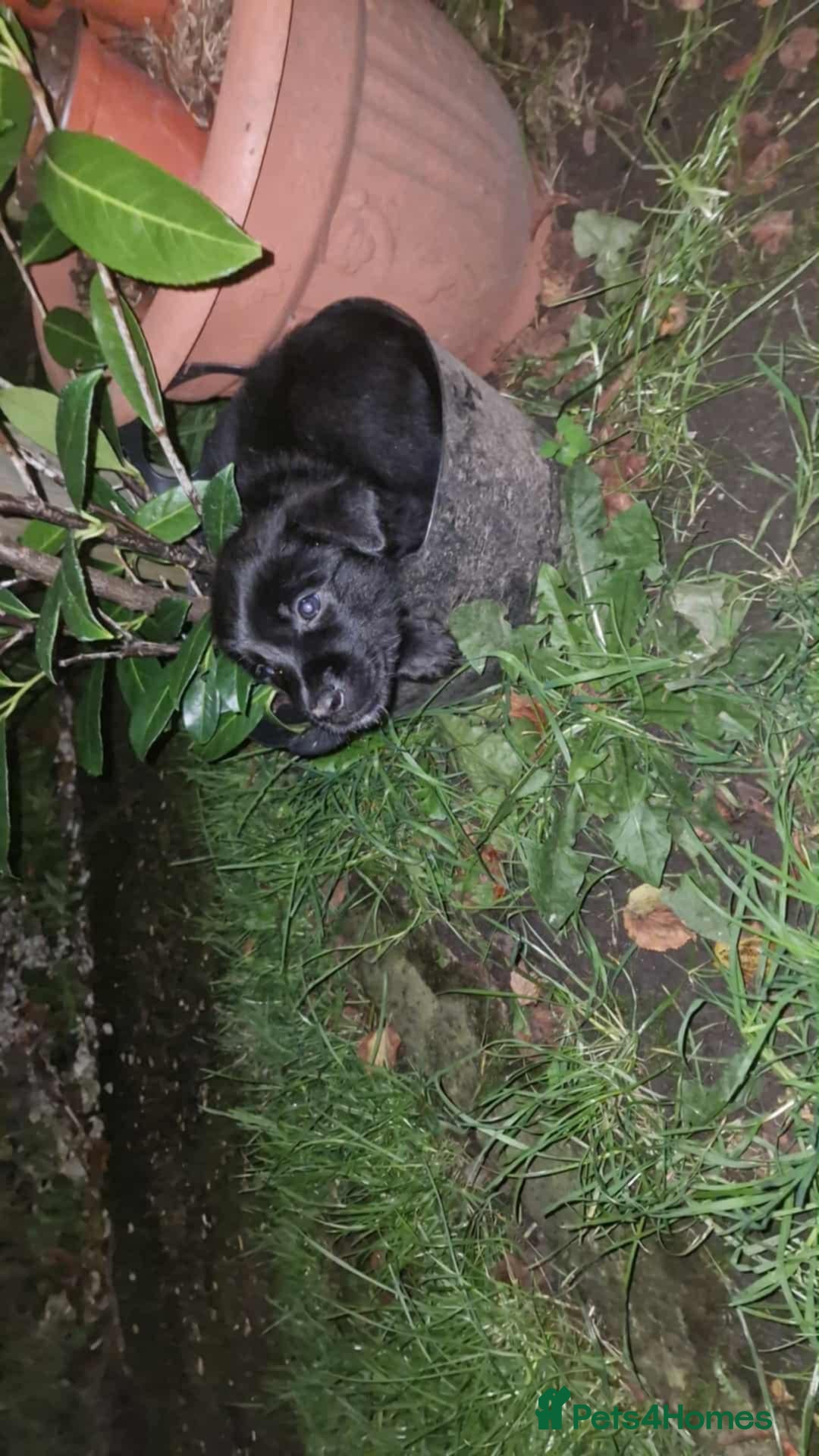 Mixed Breed dogs for sale: Dutch shepherd X pointer puppies  - Advert 9