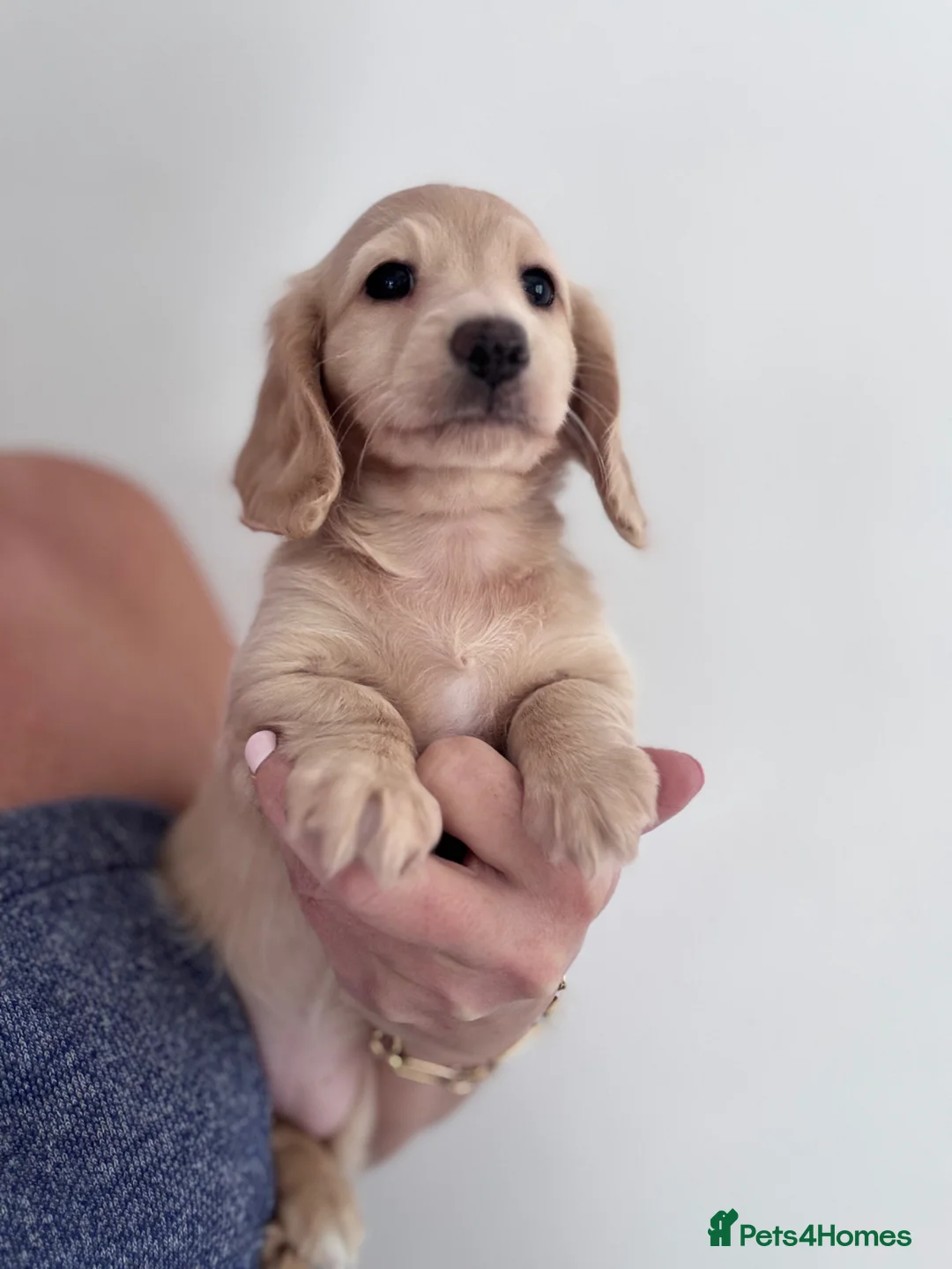 Miniature Dachshund dogs for sale: Miniature longhaired Dachshunds kc reg PRA clear - Advert 28