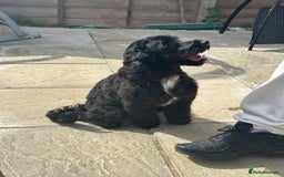 Cockapoo dogs for sale: Amazing handsome Cockerpoo pup - Image 3