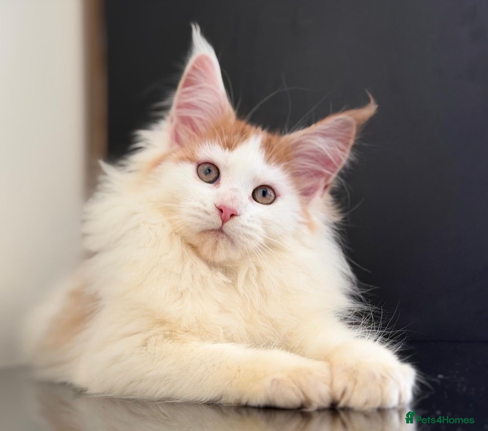 Maine Coon cats Purebred maine coon kittens - Advert 9