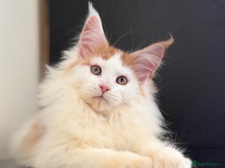 Maine Coon cats Purebred maine coon kittens - Advert 9