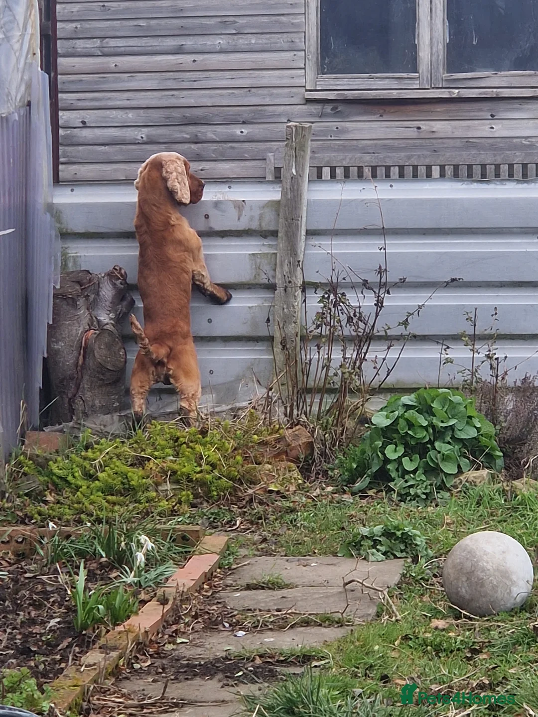 Cocker Spaniel dogs for stud: Golden Show Type Cocker for Stud in Shildon - Advert 6