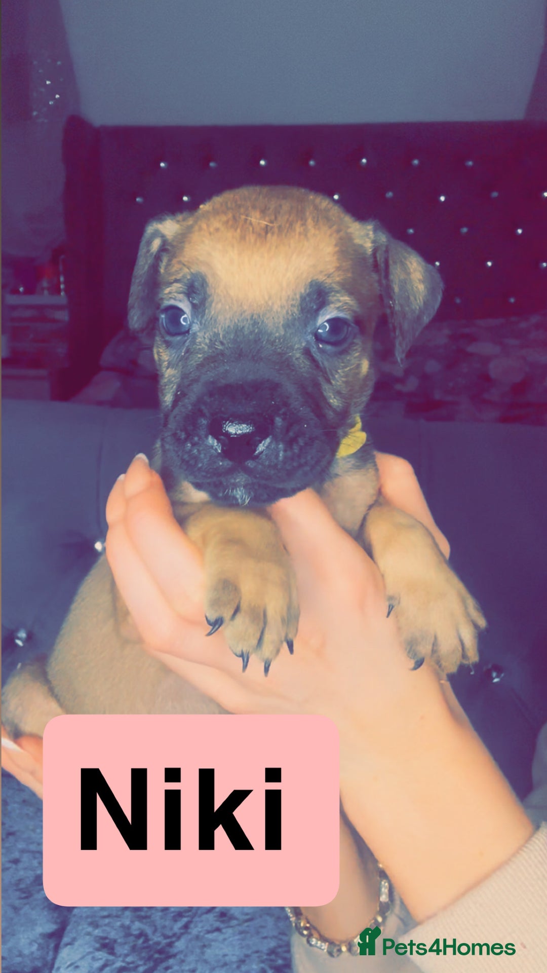 Mixed Breed dogs for sale: Mastiff puppies - Advert 21
