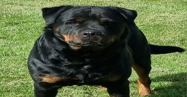 Rottweiler dogs - Advert 14