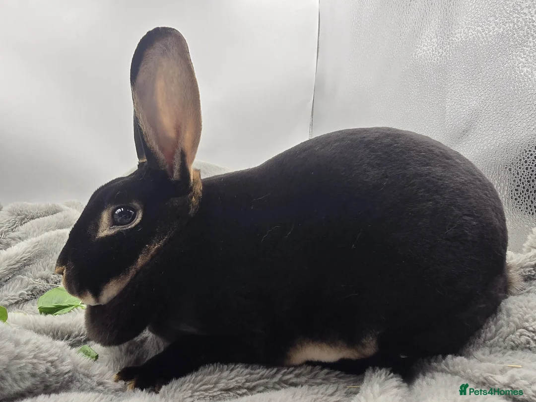 Rex rabbits for sale: Showline Black Otter Standard Rex - Advert 17