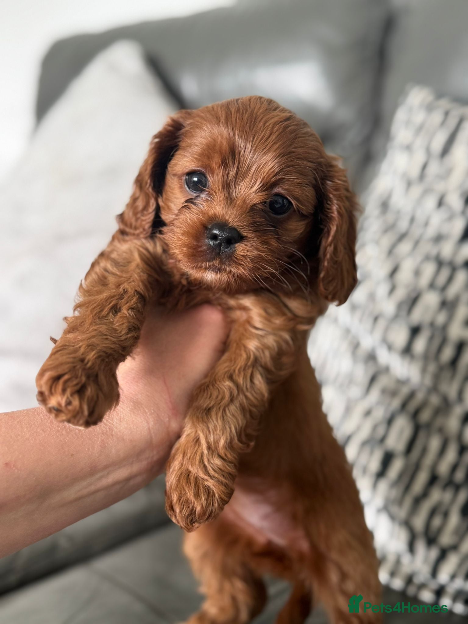 Cavapoo dogs Beautiful Parti ( black and white ) cavapoos  - Advert 1
