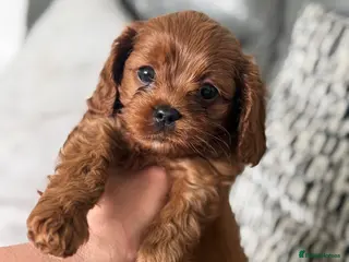 Cavapoo dogs Beautiful Parti ( black and white ) cavapoos - Advert 1