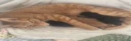 Mixed Breed cats for sale: Kittens  - Advert 16