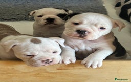 Olde English Bulldogge dogs for sale: Last 2 baby girls left  - Image 12
