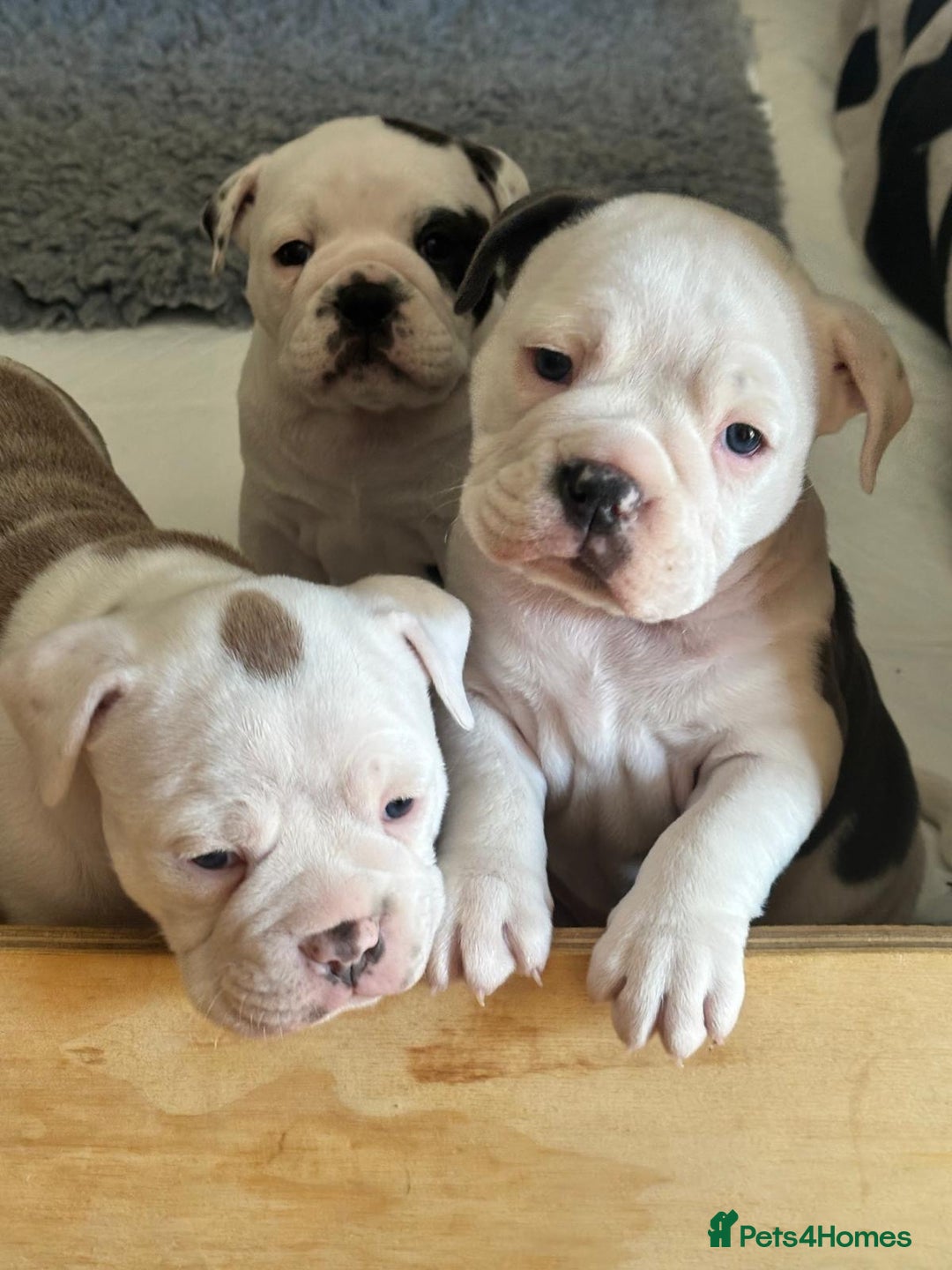 Olde English Bulldogge dogs for sale: Last 2 baby girls left  - Image 12