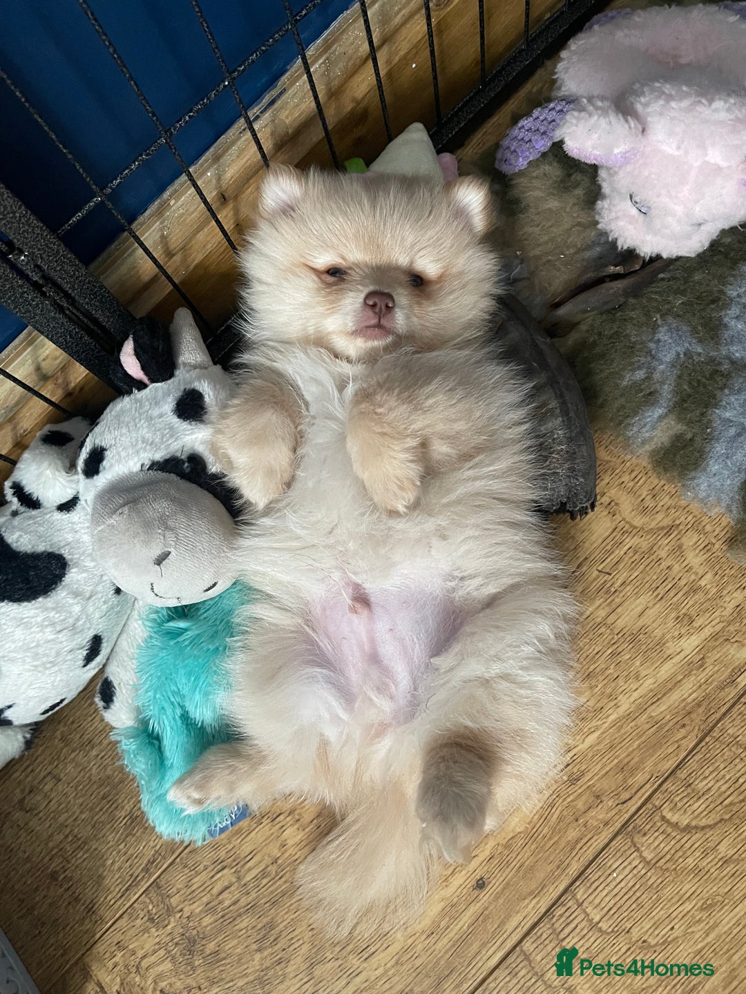 Pomchi dogs for stud: Ghost looking for the ladies  - Image 6