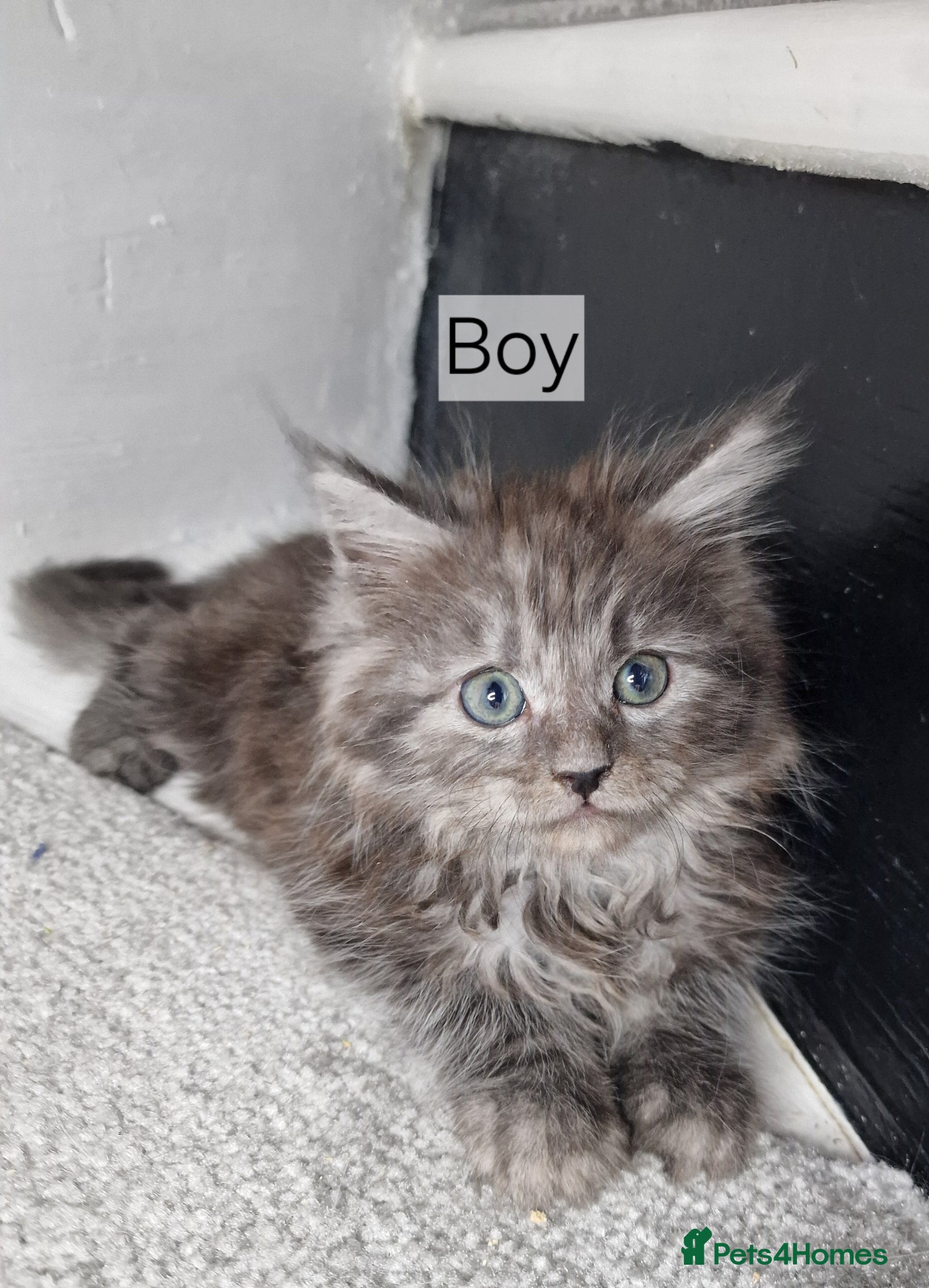 Maine Coon cats for sale: 8 maine coon kittens ready in Bury in Bury - Advert 13