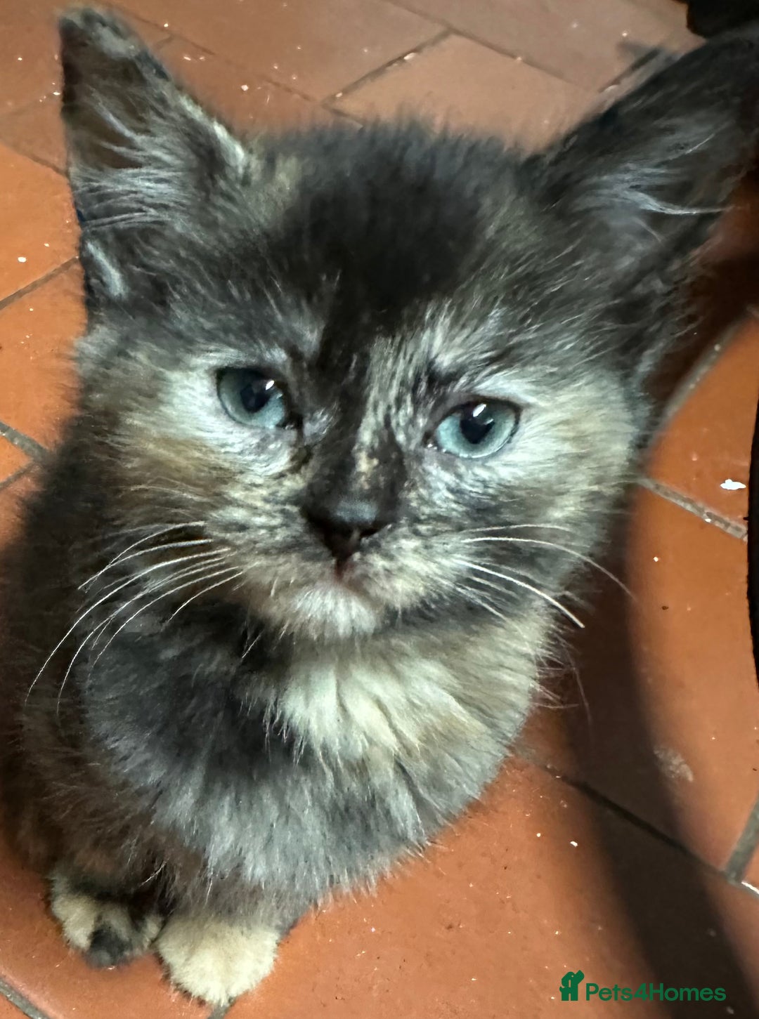 Sphynx cats for sale: tortoiseshell sphynx x Russian kittens - Advert 7