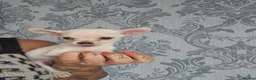 Chihuahua dogs for sale: Chihuahua puppies  in Yeovil - Advert 2