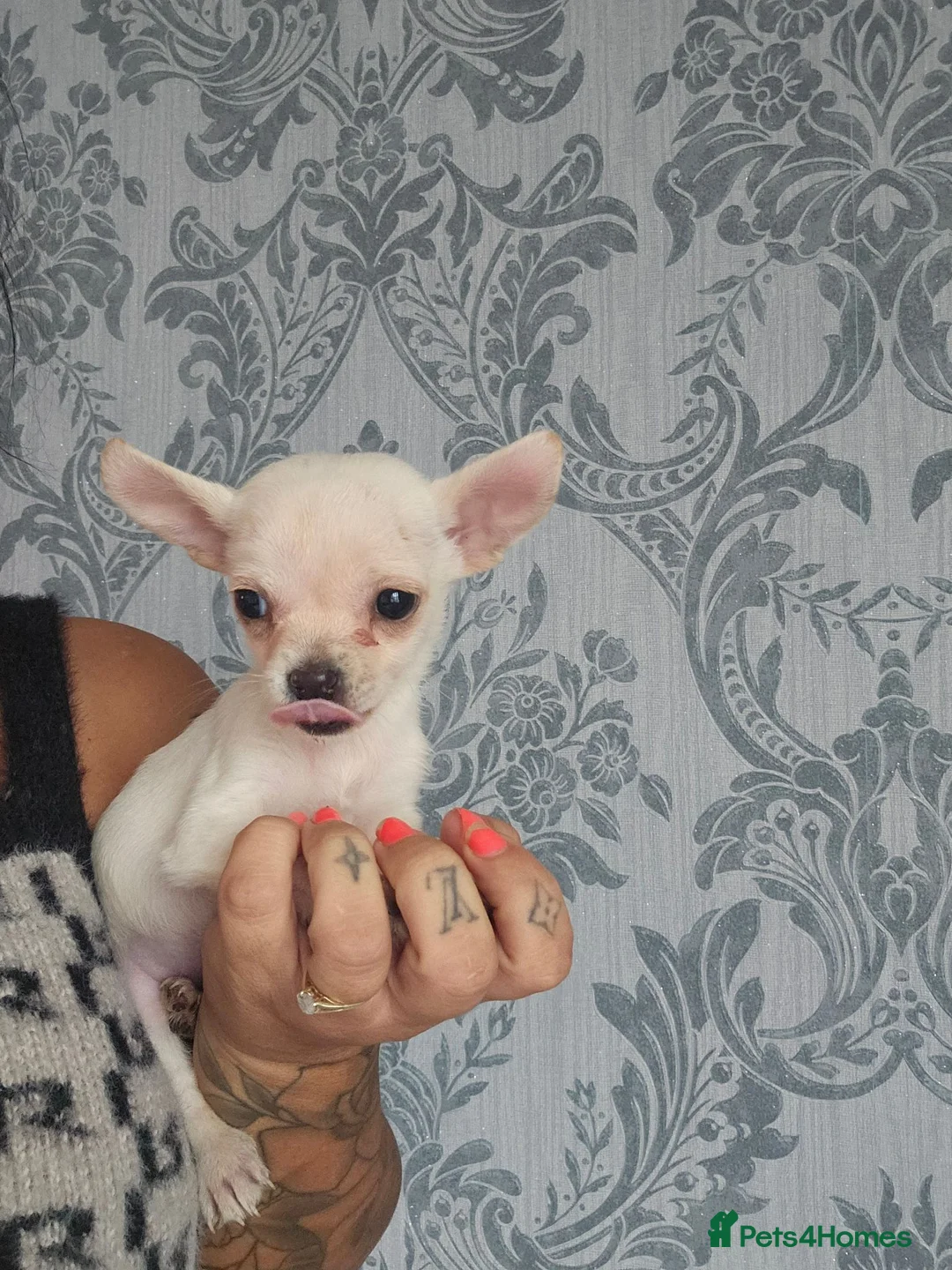 Chihuahua dogs for sale: Chihuahua puppies  in Yeovil - Advert 2
