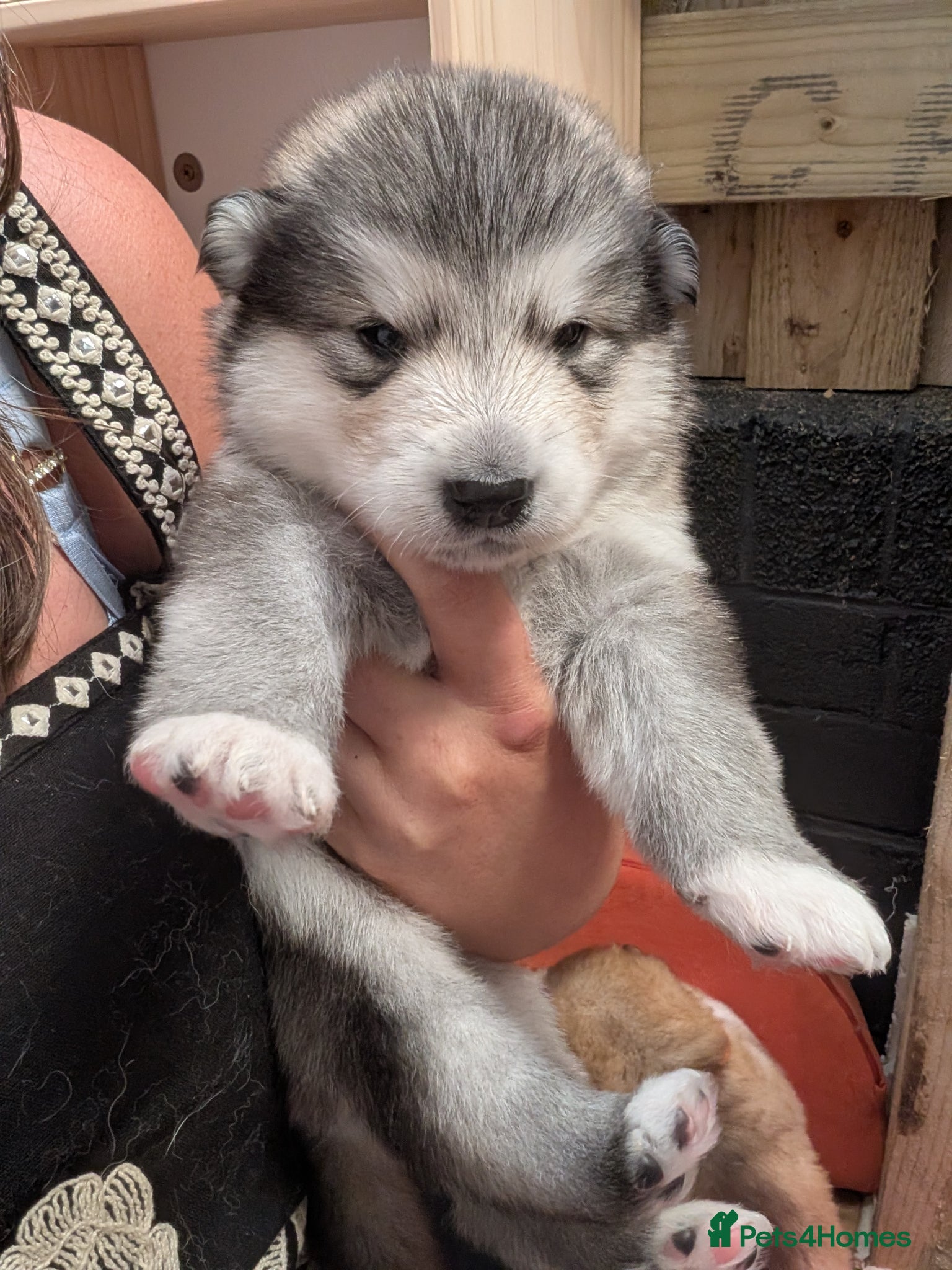 Alaskan Malamute dogs Champ KC Registered Alaskan Malamute Puppies - Advert 3