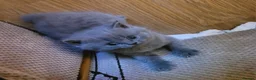 British Shorthair cats for sale: Blue british shorthair kittens in Southsea - Advert 7