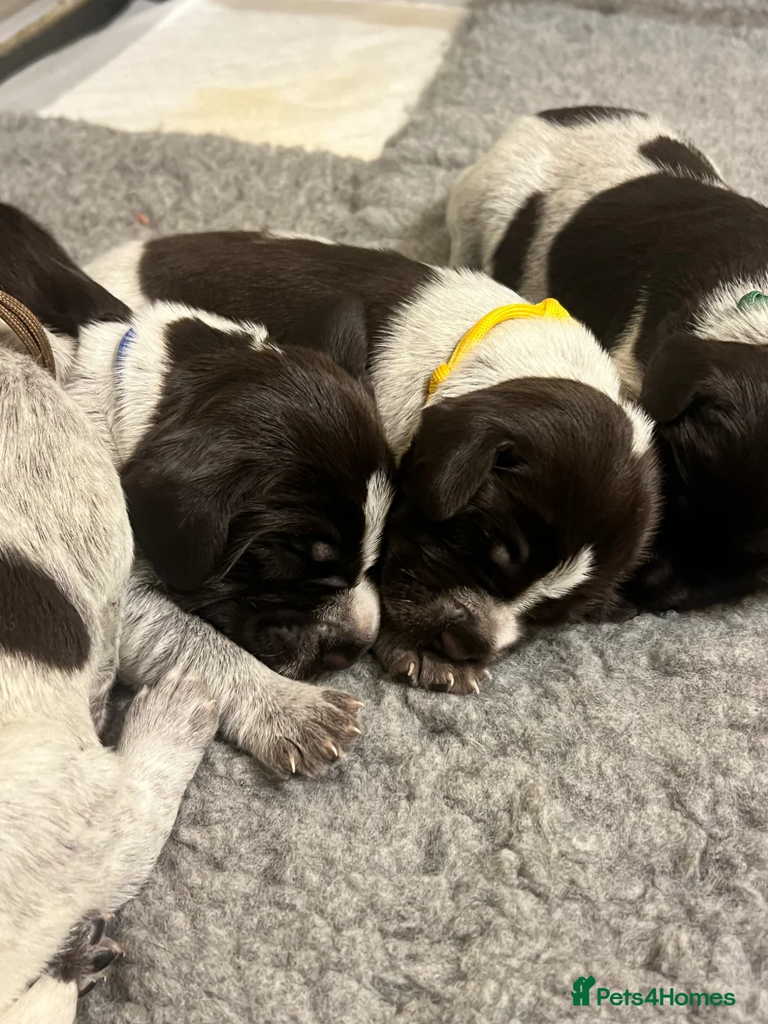 German Wirehaired Pointer dogs for sale: KC REGISTERED GWP’s - Advert 2