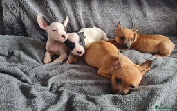 Mixed Breed dogs for sale: Adorable frenglish bullterrier puppies - Image 5