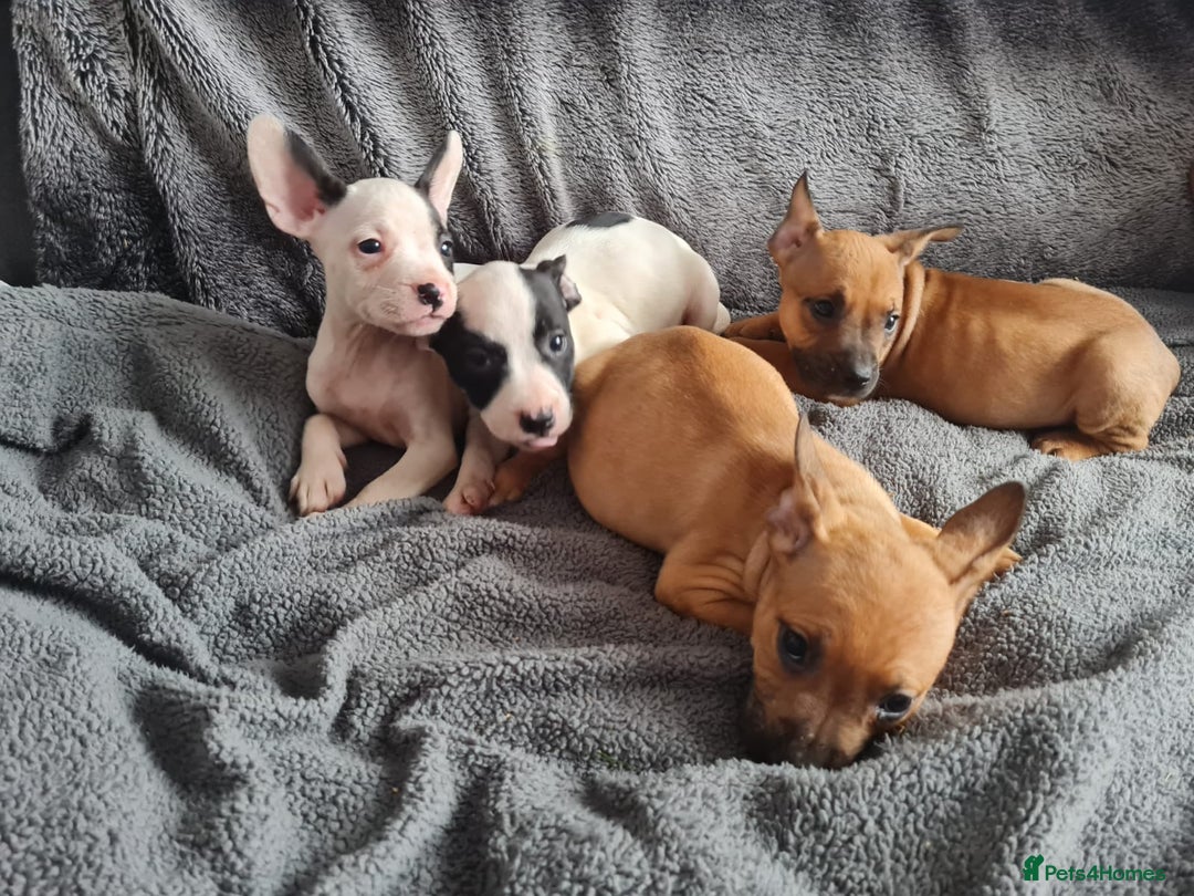 Mixed Breed dogs for sale: Adorable frenglish bullterrier puppies - Image 5